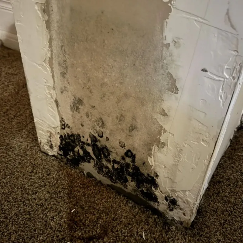 Professional Mold Removal in Stover, MO